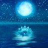 Lotus*FleurSenshi